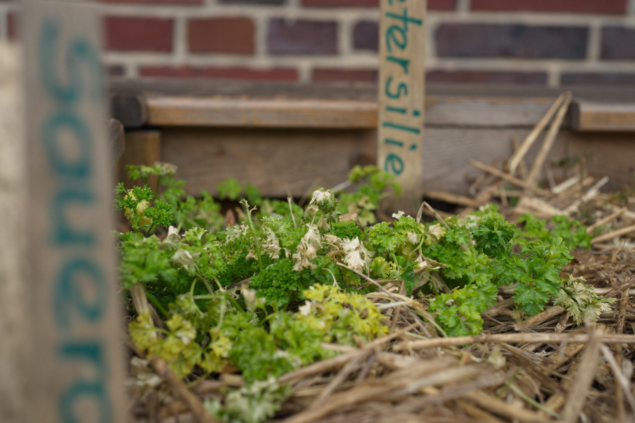 20210228  Gruen(t)raumHeimfeld 011